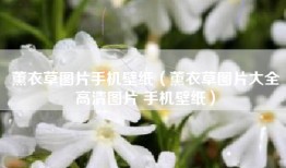 薰衣草图片手机壁纸（薰衣草图片大全高清图片 手机壁纸）