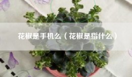 花椒是手机么（花椒是指什么）