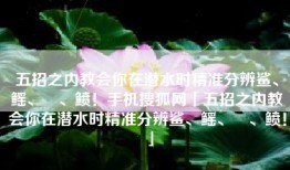 五招之内教会你在潜水时精准分辨鲨、鳐、魟、鲼！手机搜狐网「五招之内教会你在潜水时精准分辨鲨、鳐、魟、鲼！」