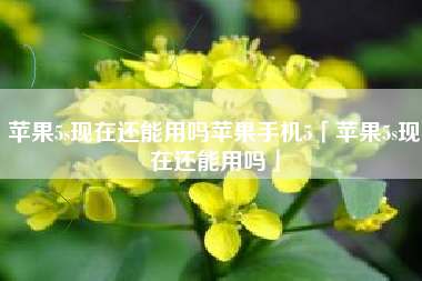 苹果5s现在还能用吗苹果手机5「苹果5s现在还能用吗」