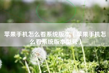 苹果手机怎么看系统版本（苹果手机怎么看系统版本型号）