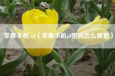苹果手机 id（苹果手机id密码怎么查看）