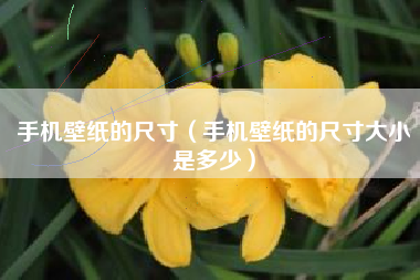 手机壁纸的尺寸（手机壁纸的尺寸大小是多少）