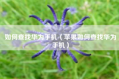 如何查找华为手机（苹果如何查找华为手机）