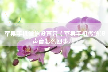 苹果手机微信没声音（苹果手机微信没声音怎么回事儿）