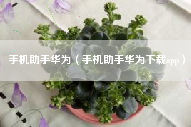手机助手华为（手机助手华为下载app）