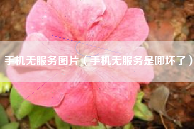 手机无服务图片（手机无服务是哪坏了）