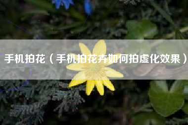 手机拍花（手机拍花卉如何拍虚化效果）