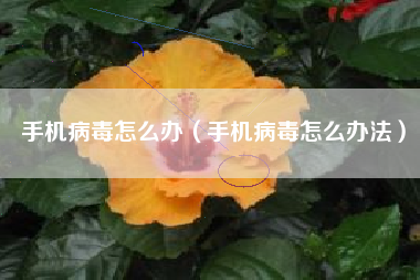 手机病毒怎么办（手机病毒怎么办法）