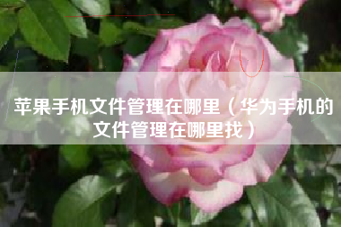 苹果手机文件管理在哪里（华为手机的文件管理在哪里找）
