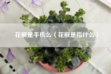 花椒是手机么（花椒是指什么）